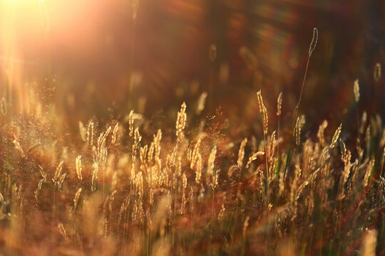 summer seasonal field sun background bokeh grass sunset abstract