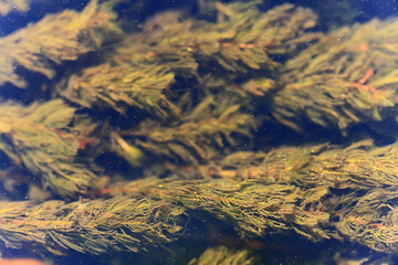 algae green background abstract organic eco background