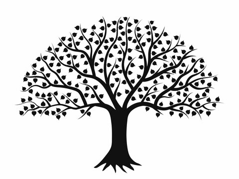 Svg Free Stock Bodhi At Getdrawings Com Free For Personal  Realistic Oak Tree  Drawing Transparent PNG  604x535  Free Download on NicePNG