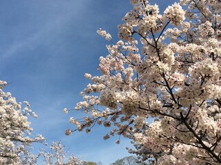 cherry tree blossom