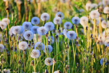 Obraz premium fluffy dandelions in a field flowers sunlight field nature