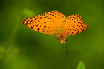 orange butterfly on flower