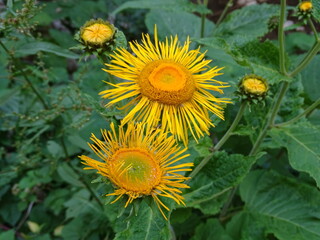 sunflower in the field