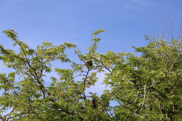 branches of a tree and blue sky