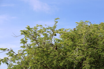 leaves on blue sky background