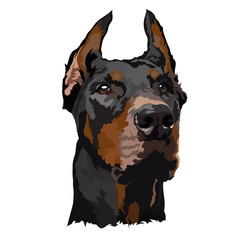Doberman. Vector illustration. Dog portrait