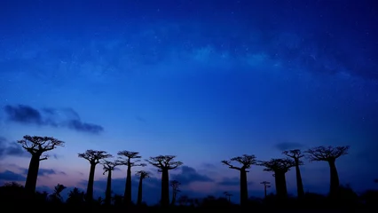 Fotobehang The starry night with baobab  trees avenue and the  Sunset scene in Morondava ,Madagascar  © SASITHORN