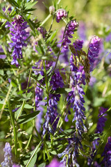Obraz premium Meadow flowers on green blurred background. Lilac pea wild petals with fresh grass and herbs, summer and spring blooming field or forest. Sunny, romantic backdrop. Selective soft focus, vertical