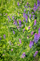 Meadow flowers on green blurred background. Lilac pea wild petals with fresh grass and herbs, summer and spring blooming field or forest. Sunny, romantic backdrop. Selective soft focus, vertical