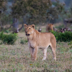 Obraz na płótnie Canvas a large lioness in the wild
