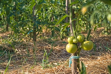 Tomato Green tomatoes plantation. Organic farming, growth of young tomato plants in a greenhouse.