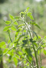 Obraz premium Tomato Green tomatoes plantation. Organic farming, growth of young tomato plants in a greenhouse.