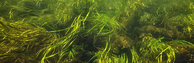 green algae underwater in the river landscape riverscape, ecology nature