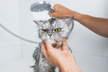 Funny grey persian cat in shower or bath. Washing cat in groomer salon. Pet hygiene concept. Wet...