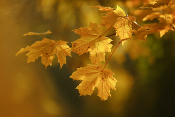 abstract autumn fall background leaves yellow nature october wallpaper seasonal