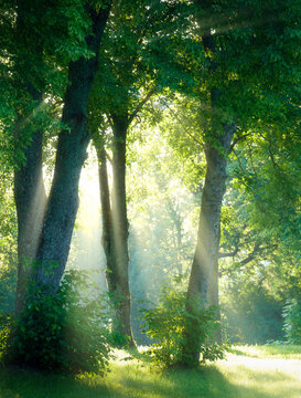 morning in the forest