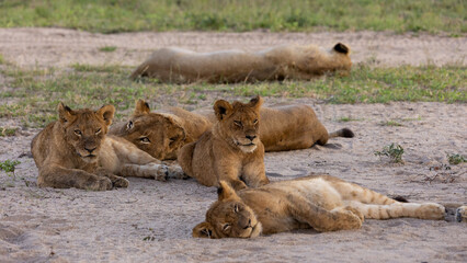 a whole pride of lions resting