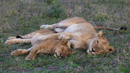 a lioness and her cub