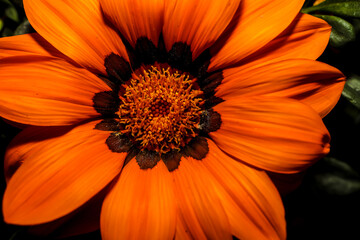 Orange Treasure Flower