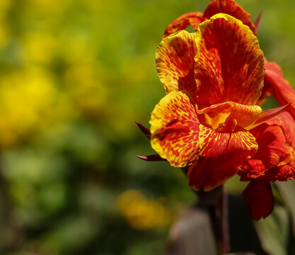 Red Canna Lily