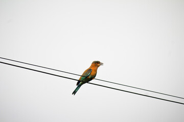 kingfisher on a branch