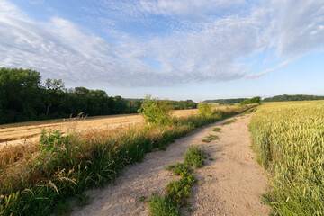 Country path ane wheat fields in the Renarde valley. Ile-de-France region
