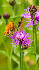 Beautiful orange butterfly sits on a purple pink flower and enjoys the summer