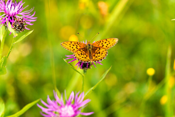 Beautiful orange butterfly sits on a purple pink flower and enjoys the summer