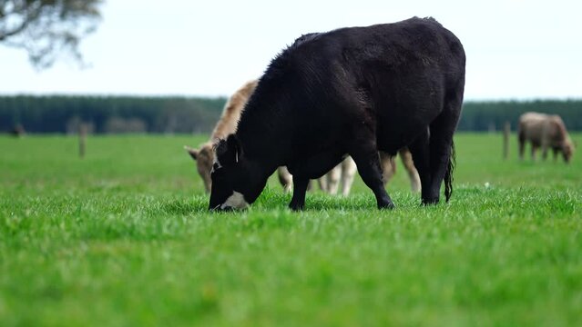 beef cows and calves grazing on grass in Australia, on a farming ranch. Cattle include speckled park, Murray grey, angus, Brangus, hereford, wagyu, dairy cows. Foot and mouth, fmd in bali Indonesia