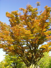 Naklejka premium 秋の公園の黄葉の欅