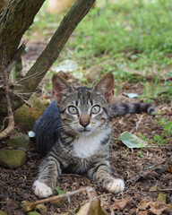 Obraz premium cat lying in the grass in the garden
