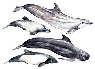 Collection of watercolor dolphins and whales. Sea animals. - 513262933