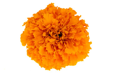 orange marigolds isolated