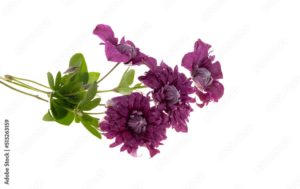 Wall mural clematis isolated