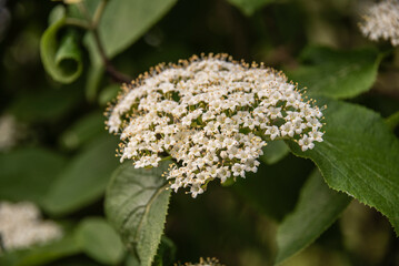 the flower cluster of a manchurian viburnum
