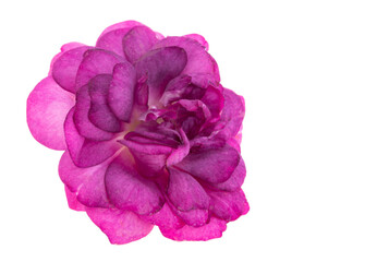 Fototapeta premium lilac rose isolated