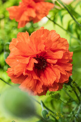 Flowering poppies with morning dew