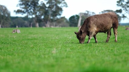 Cows in a field grazing on grass on a farm