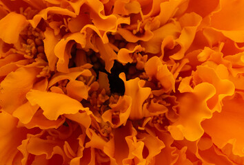 orange marigold flower background macro