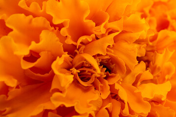 orange marigold flower background macro