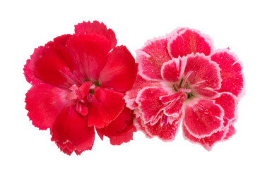 small carnation isolated