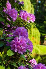 Fototapeta premium Light pink funnel-shaped rhododendron flower close up. On a partial mourning Weeping willows and pond foan. Macro. Blur. Vertical photo.