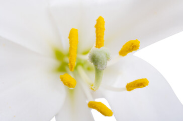 white lily isolated