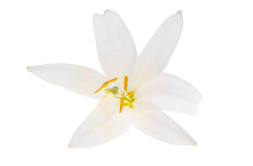white lily isolated