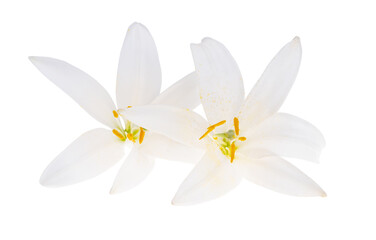 Fototapeta na wymiar white lily isolated