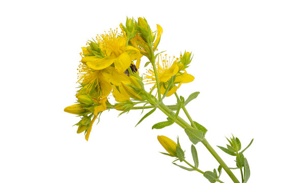 hypericum flowers isolated
