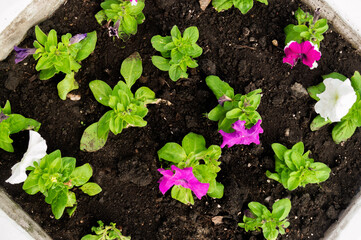 Petunia blooming in the flower bed. Top view