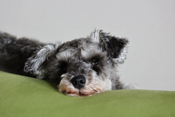 とろけるミニチュアシュナウザー