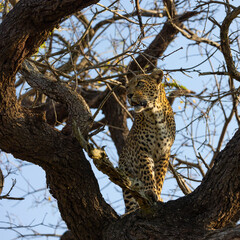 Naklejka na ściany i meble Leopard high up in a tree