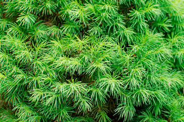 Close on a spruce, part of the canadian spruce tree known for its endurance and long life.